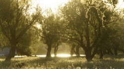 Weidenbäume im Wolgadelta