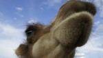 Zahmes Kamel in Kasachstan