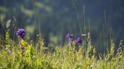 Blumenwiese im Tian Shan - Knäuelglockenblumen