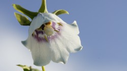 Glockenblume im Tian Shan