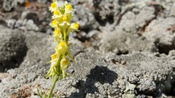 Blütenpracht allerorten im Tian Shan