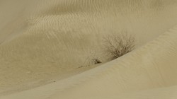 Spärliche Vegetation in der Taklamakan-Wüste