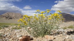 Nur einige Pflanzenarten haben sich auf die harten Bedingungen auf dem Tibet-Plateau eingestellt.