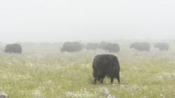 Yak-Herde im Monsun-Nebel