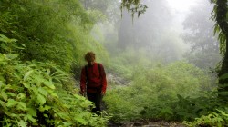 Während des Monsuns hängt meist dichter Nebel im subtropischen Regenwald.