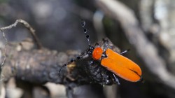 Eines der zahllosen Insekten in der Nebelwaldzone