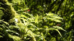 Nach der langen Zeit in den trockenen Steppen- und Wüstenlandschaften Kasachstans und Chinas können wir uns am üppigen Grün im Langtang-Himal kaum sattsehen.