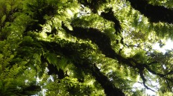 In der Nebelwaldzone des Langtang sind selbst Bäume mit Farn und unzähligen anderen Pflanzenarten bewachsen.