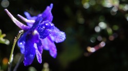 Nach dem Monsunregen leuchten die Farben der Blüten auf 4000 m besonders prächtig.