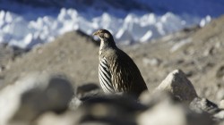 Jeden Morgen besuchen uns Himalajahühner, die hier auf 5600 m Höhe leben.